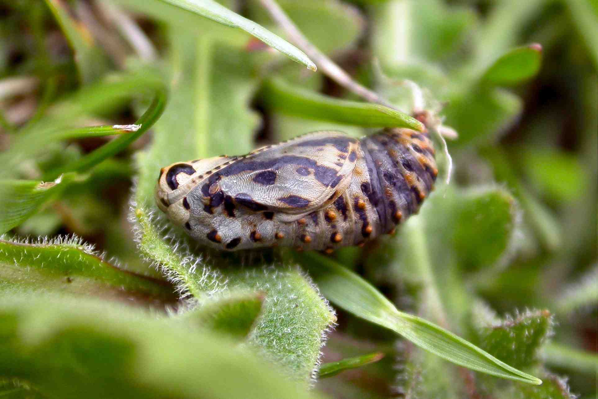 Pupa